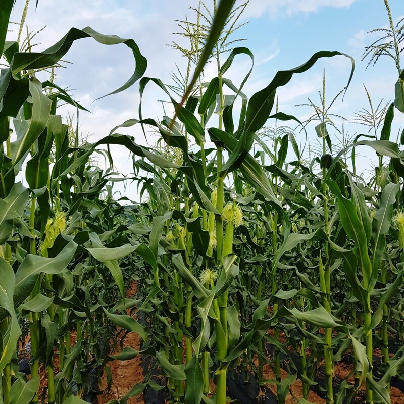 영월유팜,[영월유팜] 찰옥수수 50개, 30개, 20개 수확당일발송 예약판매