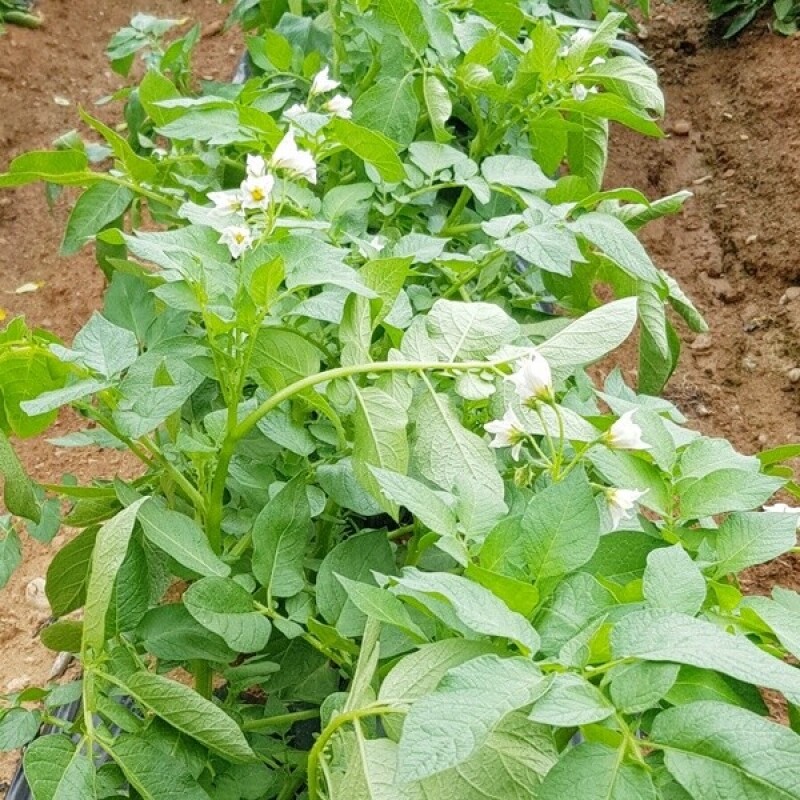 영월유팜,[영월유팜] 2025년 강원도감자 자황, 두백