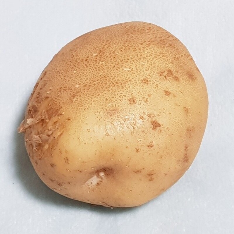 영월유팜,[영월유팜] 2025년 강원도감자 자황, 두백