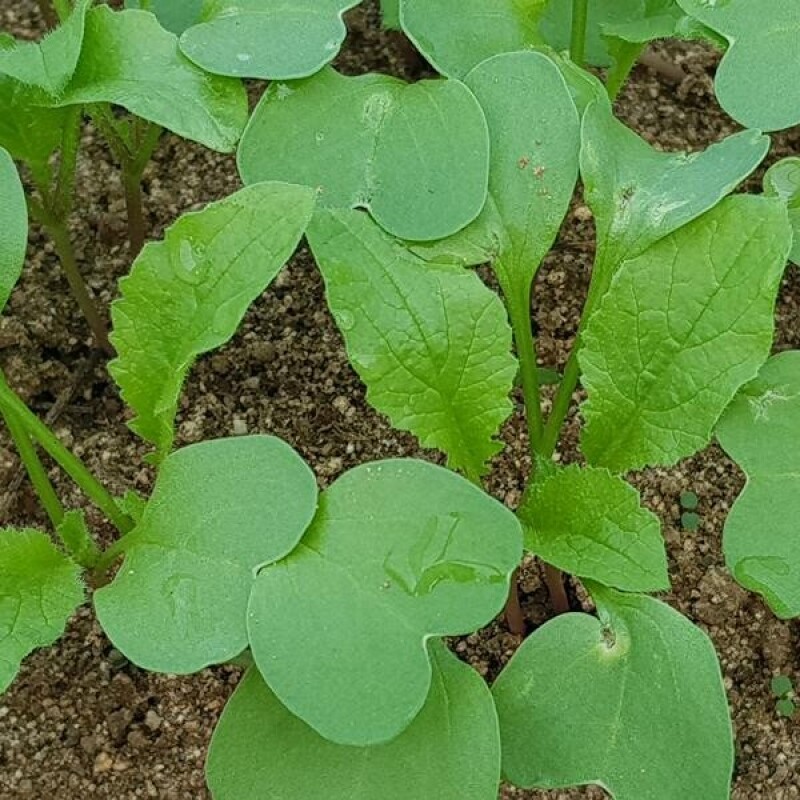 영월유팜,[영월유팜] 절임알타리 10kg