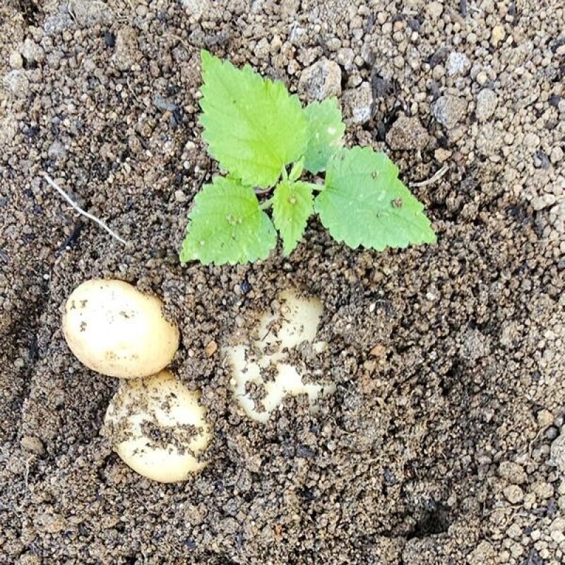 영월유팜,[영월유팜] 2025년 강원도감자 자황, 두백