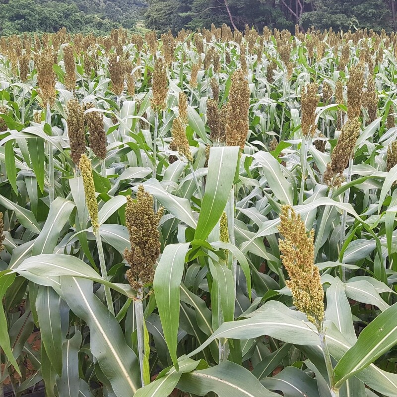 영월유팜,[영월유팜] 국산 찰수수쌀 1kg 잡곡 찰수수