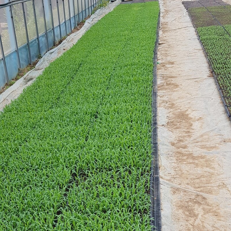 영월유팜,[영월유팜] 국산 찰수수쌀 1kg 잡곡 찰수수