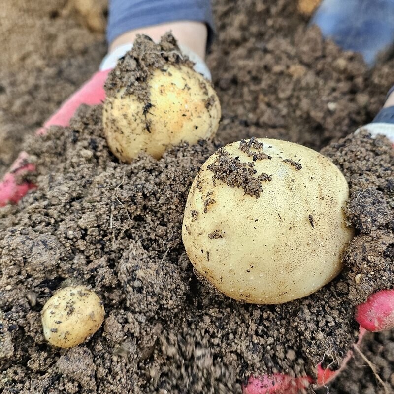 영월유팜,[예약] 반반패키지 찰옥수수 18개 감자 5kg