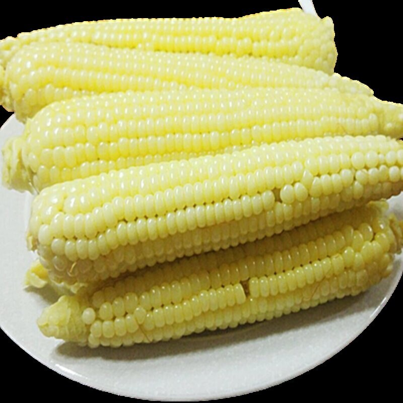 영월유팜,[예약] 반반패키지 찰옥수수 18개 감자 5kg