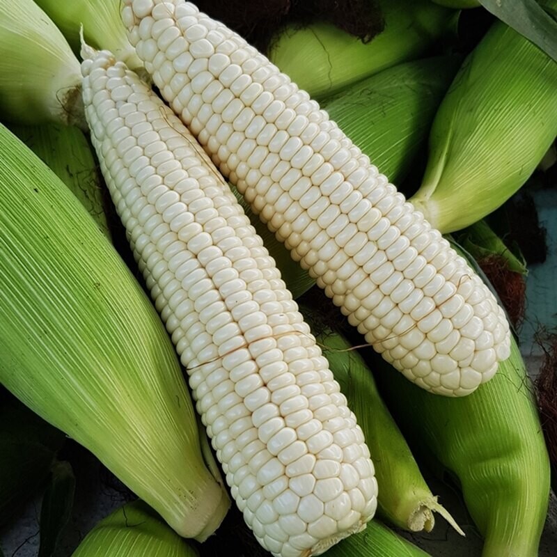 영월유팜,[예약] 반반패키지 찰옥수수 18개 감자 5kg