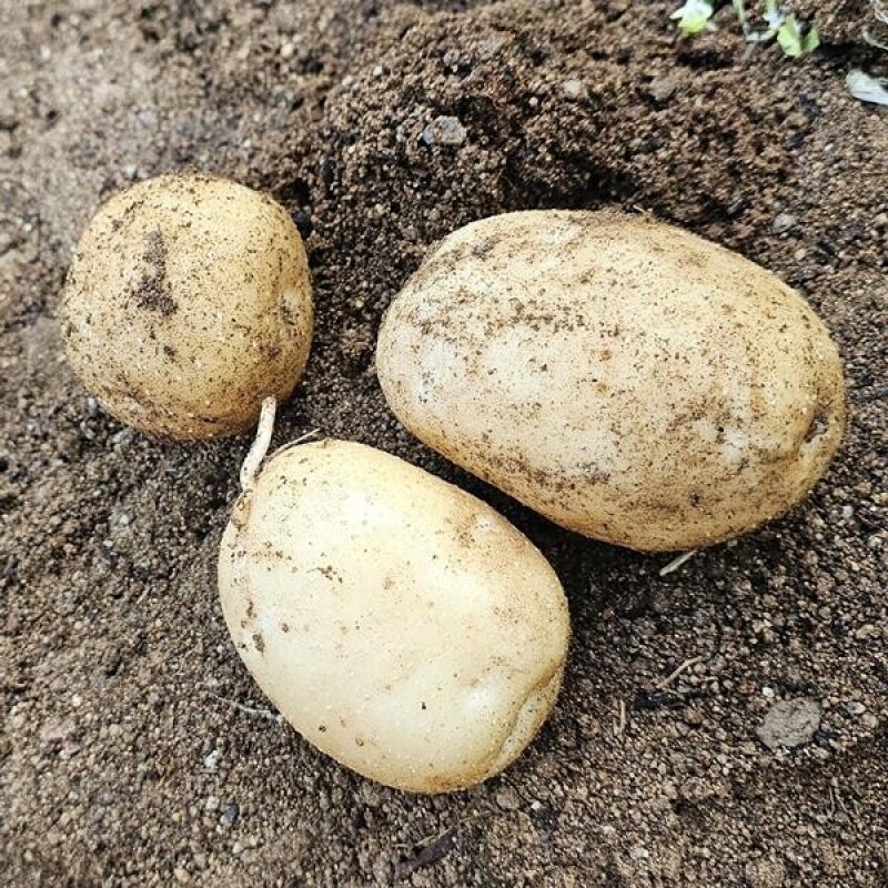 영월유팜,[못난이상품] 영월유팜 분감자 강원도감자 혼합 10kg