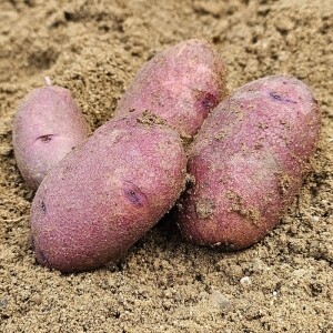 [위크세일] 2025년 강원도분감자 자황, 두백(크기품종 혼합) [영월유팜]