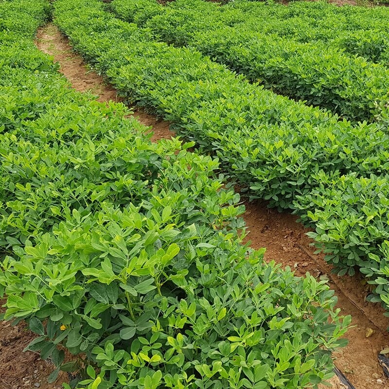 영월유팜,[영월유팜]2025년 햇땅콩 깐땅콩 1kg